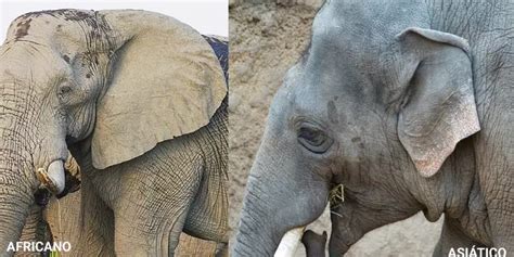 Diferença Entre Elefantes Africanos E Asiáticos Natureza Animal