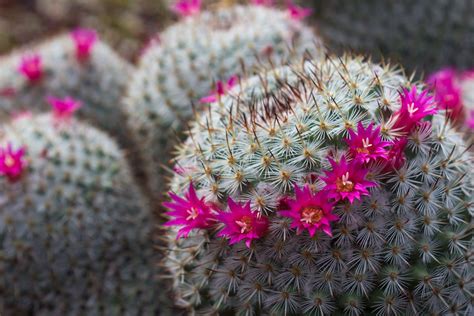 Types Of Blooming Cactus