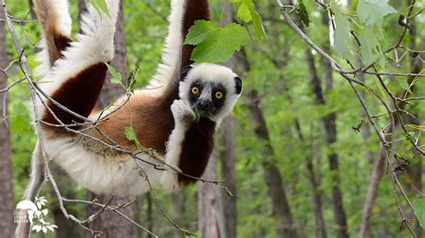 Better yet, download a few options, in case you want to switch them out. FREE Downloadable Zoom Backgrounds - Duke Lemur Center