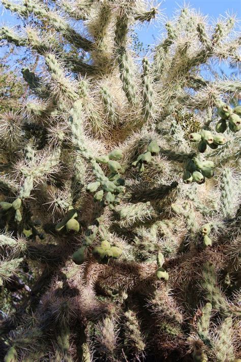 A Large Cholla Cactus Cylindropuntia Fulgida In The Arizona Desert