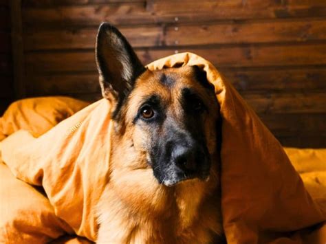 Why Do German Shepherds Whine So Much 10 Reasons And Tips To Stop It