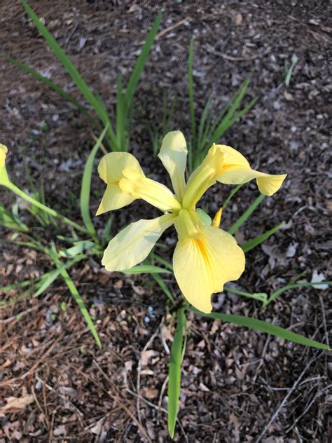 Iris Pseudacorus Yellow Flag Yellow Flag Iris North Carolina Extension Gardener Plant Toolbox