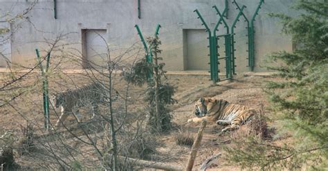 Tigers Turned Into Wine As Shocking Chinese Cruelty Is Revealed Huffpost Uk News