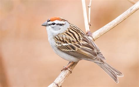 Chipping Sparrow — Badgerland Bird Alliance