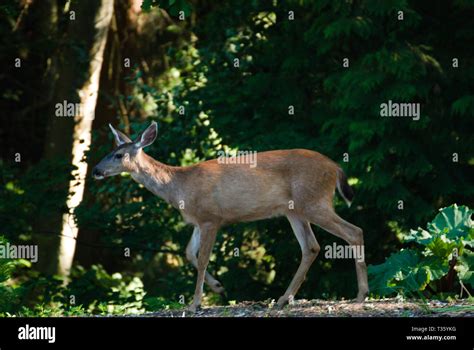 Deer In Back Yard Hi Res Stock Photography And Images Alamy