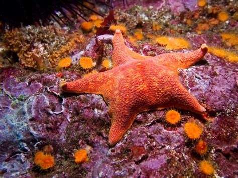 17 Bizarre And Beautiful Starfish Species Starfish Species Sea Star