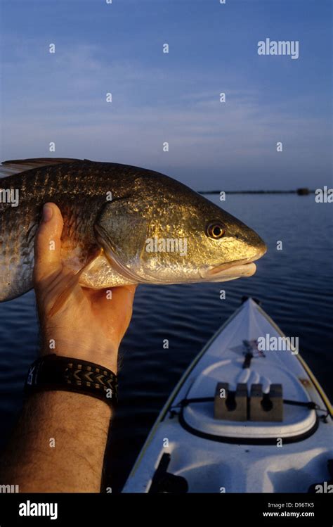 A Red Drum Or Redfish Sciaenops Ocellatus Caught While Fishing From A