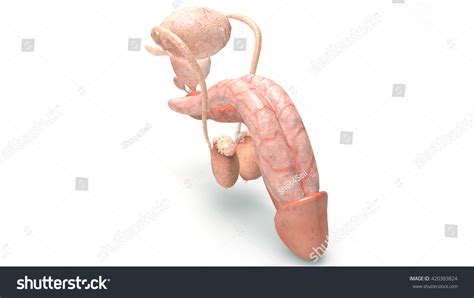 Male Reproductive System 3d Stock Illustration 420383824 Shutterstock