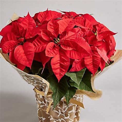 13 Golden Rules To Extend The Lifespan Of Your Poinsettia Poinsettia