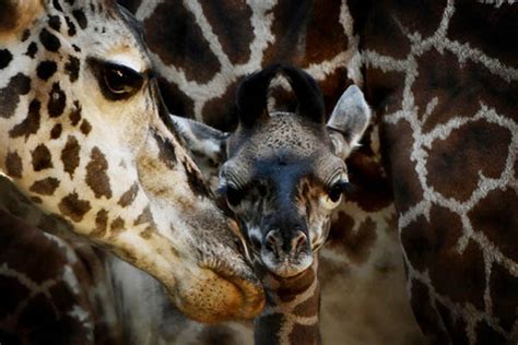 Giraffes ‘threatened With Extinction