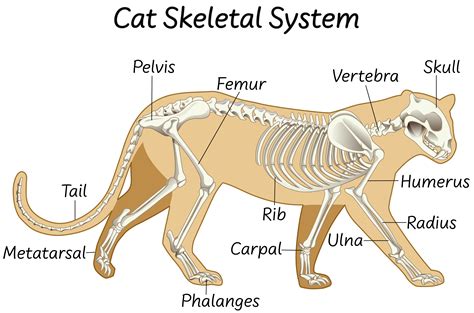 Cats Skeletal Anatomy