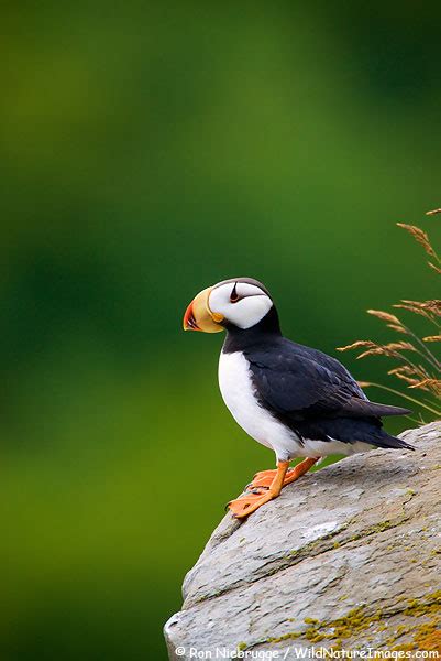 Photos Of Horned Puffin