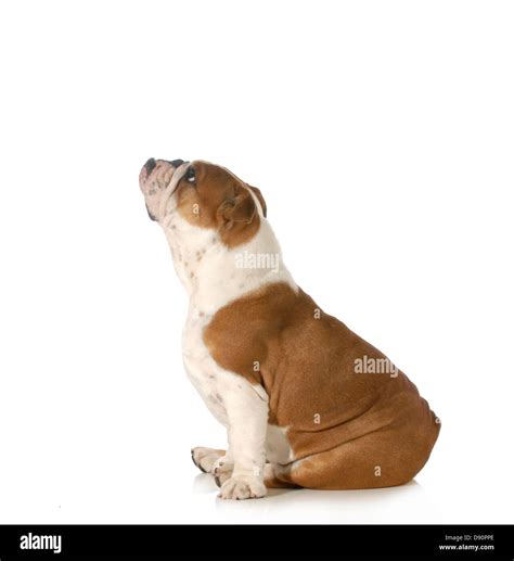 Dog Looking Up English Bulldog Sitting Side Profile Looking Upwards