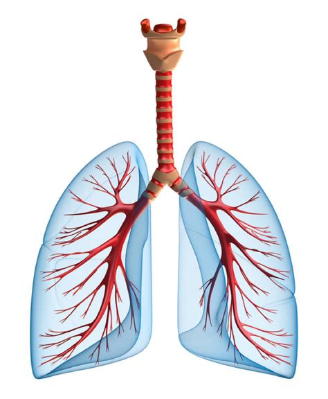 Lungs Png Transparent Image Download Size 736x895px