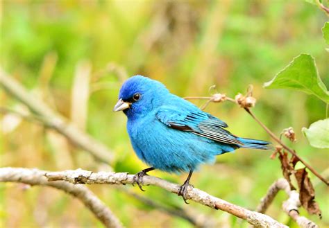 Голубые Птицы Фото С Названиями telegraph