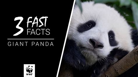 Giant Panda 3 Fast Facts Youtube
