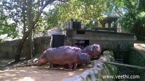 Inr 10 per person, and inr 25 for the camera. Pig at Trivandrum Zoo in Kerala | Veethi