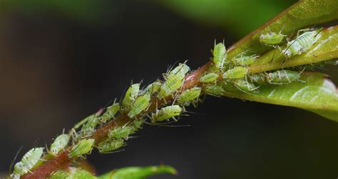 Got Aphids On Your Roses Get Rid Of Them Without Pesticides Farmers