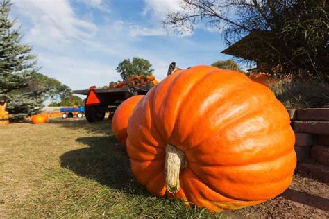 How To Grow Giant Pumpkins Minneopa Orchards