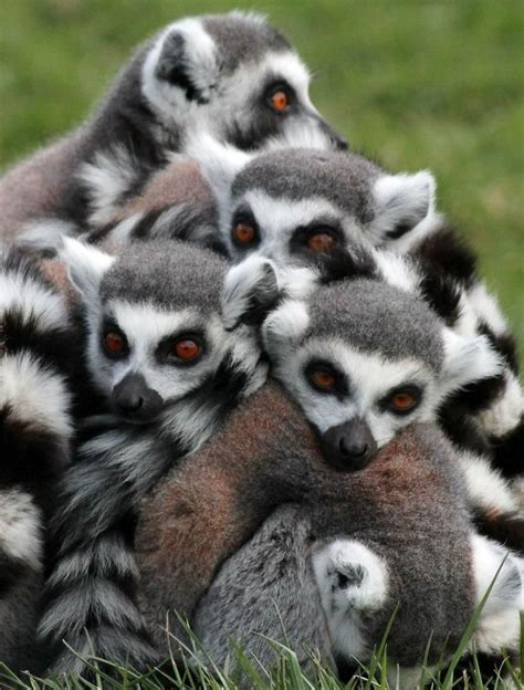 Pile Of Lemurs Lemur Animals Koala Bear