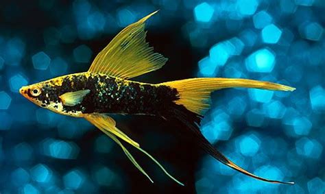Freshwater Tropical Fish Hi Fin Lyretail Swordtail Community