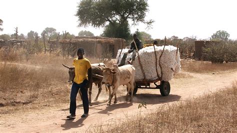 Case Study Cotton Farming In Burkina Faso And Mali Resilience