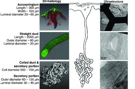 Reviewed Model Of The Sweat Gland 3d Reconstruction Helps To Generate