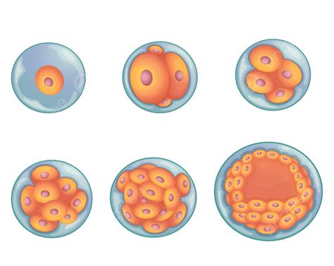 Stages In Human Embryonic Development White Blastocyst Illustration