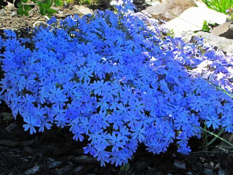 Emerald Blue Creeping Phlox Garten Bepflanzen Bodendecker Garten