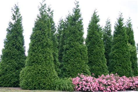 Plantfiles Pictures Western Red Cedar Giant Arborvitae Green Giant