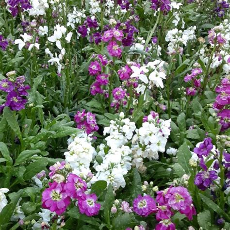 Matthiola Incana Dwarf Stocks Uploaded By Jerseylily