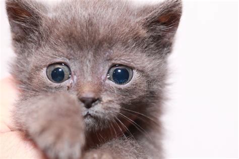 Portrait Little Gray Kitten Is Scared Frightened Stock Photo Image Of