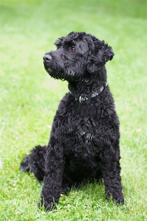 Portuguese Water Dog Breed Information And Photos