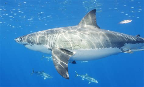 A vicious attack turned this former diver into a shark advocate. Surfer Survives Shark Attack After Having 'A Few Chunks ...
