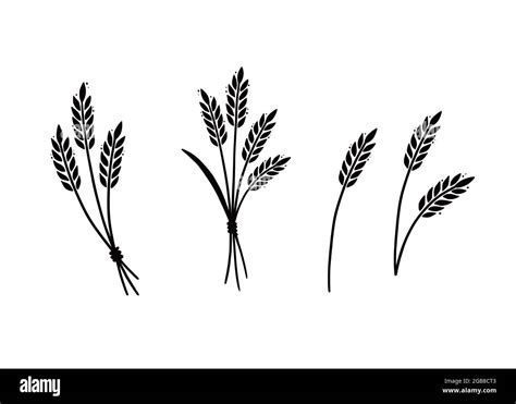 Wheat Barley Rice Icon Hand Drawn Sketch Style Oat With Grain Wheat