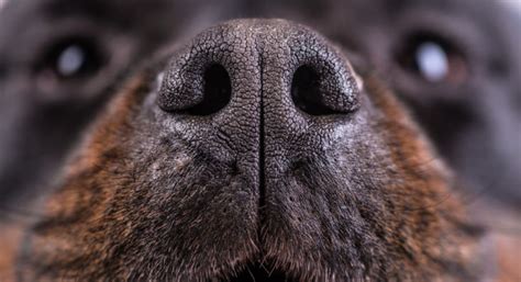 What To Do With Dog Nose Peeling On Top Online Pet Guide Ask Fido