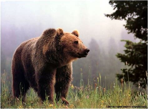Grizzly Bear Amazing Wallpapers