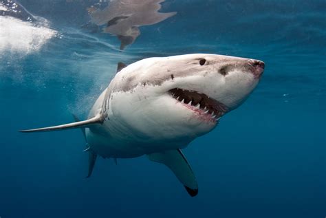 Animal Great White Shark Hd Wallpaper