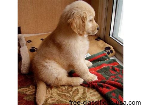 However, free golden retriever dogs and puppies are a rarity as rescues usually charge a small adoption fee to cover their expenses (usually less than $200). Golden Retriever puppies for sale - Animals - San Jose ...
