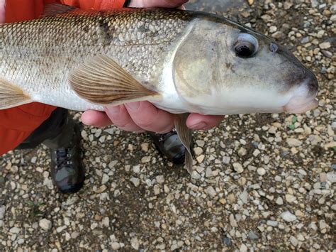 Scientist Holding A White Sucker Fish Caught In Underwood Creek At