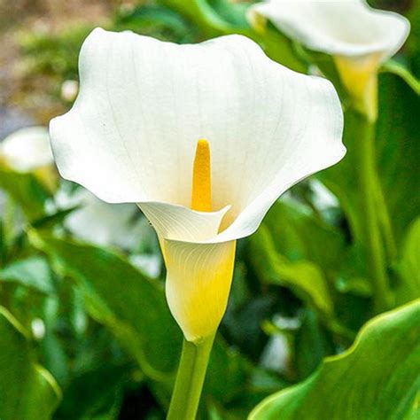 Brecks White Giant Calla Lily Bulb 1 Pack 62457 The Home Depot