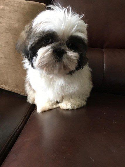 Browse thru our id verified puppy for sale listings to find your perfect puppy in your area. Ready Now Kc Registered Shih Tzu Puppies for sale in ...