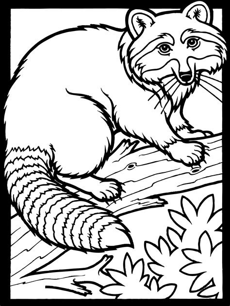 Raccoon Coloring Pages To Print Coloring Pages