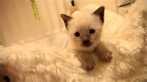 Cute Kittens Playing 5 Weeks Old Siamese ♡ Youtube