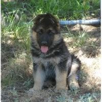 High quality bred german shepherd dogs (gsd). Search locally for German Shepherd Dog Breeders nearest ...