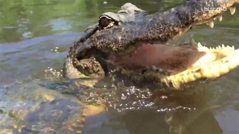 record breaking alligator caught in mississippi youtube
