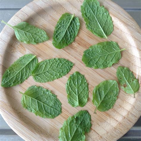 fresh mint leaves | Fresh mint leaves, Fresh mint, Mint leaves