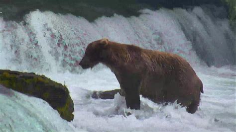 Watch Live As Hundreds Of Alaskan Brown Bears Descend On A Mile Long