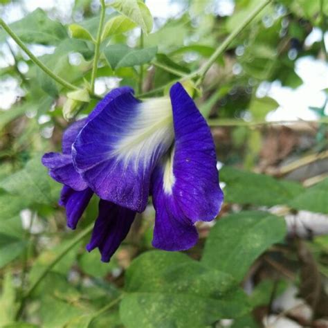 Paling Hits 30 Gambar Bunga Telang Biru Galeri Bunga Hd