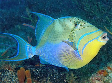 Queen Triggerfish Fishes World Hd Images And Free Photos